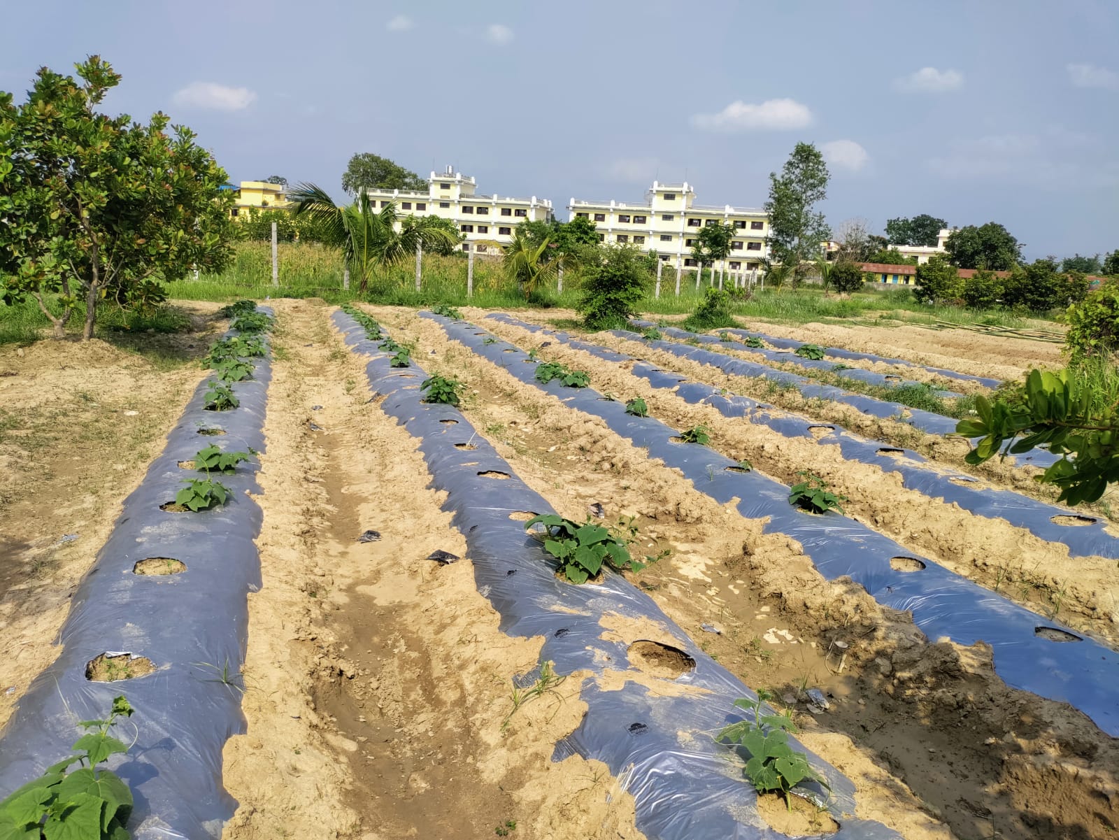 agriculture