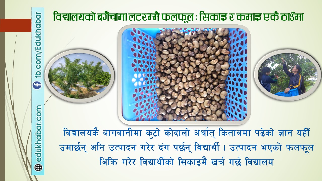 काजु फलाउने सामुदायिक विद्यालय