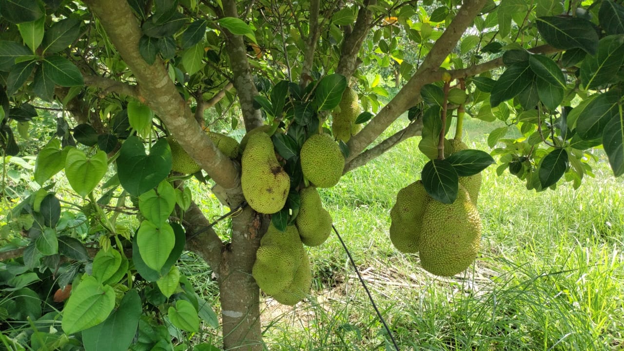 katahar