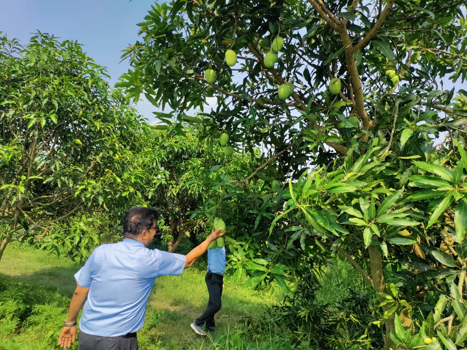 mango_10